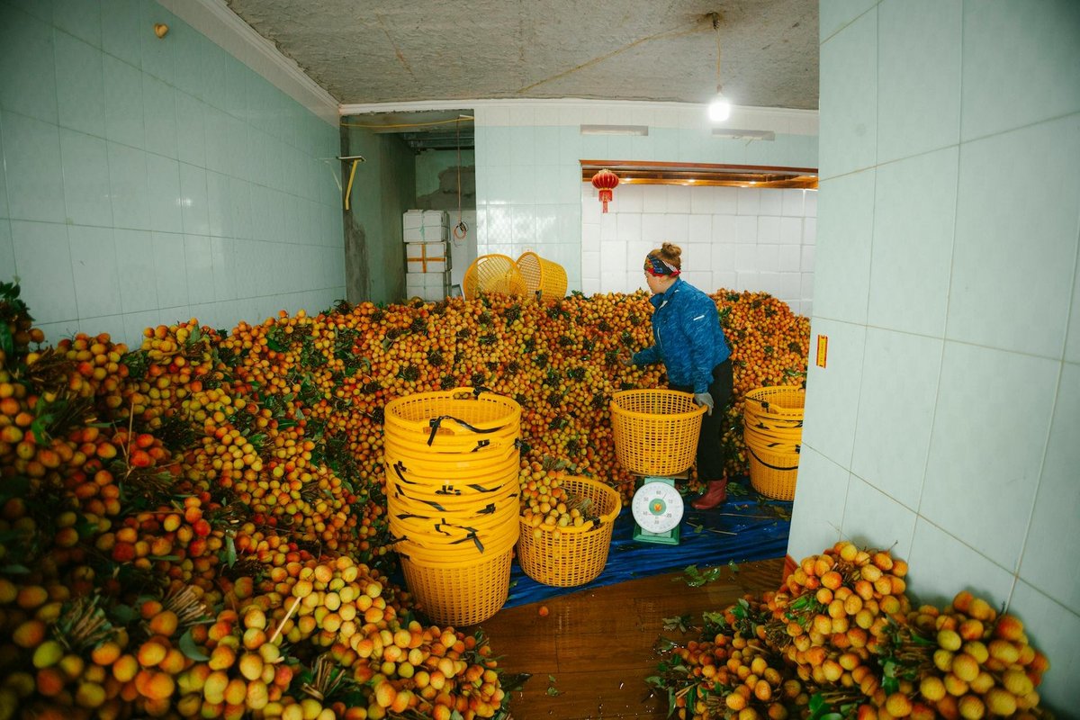 Truy xuất nguồn gốc trái cây tươi: Giải pháp cho nhà vườn hiện đại