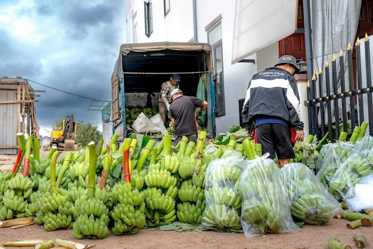 Làm sao để người nông dân tham gia vào chuỗi truy xuất nguồn gốc