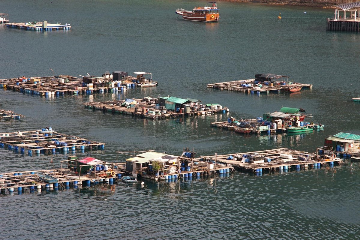 Trang trại cá tra An Giang đạt chuẩn ASC nhờ hệ thống truy xuất nguồn gốc