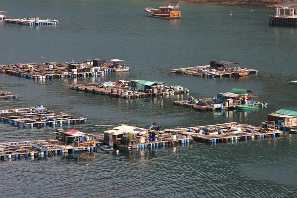 Trang trại cá tra An Giang đạt chuẩn ASC nhờ hệ thống truy xuất nguồn gốc